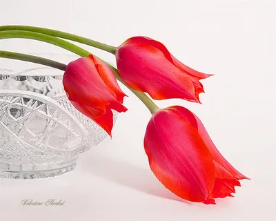Фото жизнь - Валентина Корибут - Натюрморты - Королевские тюльпаны