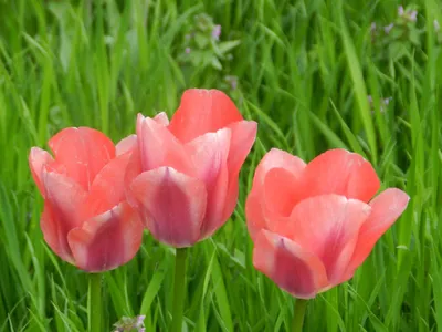 Королевские пурпурные двойные тюльпаны для пасхи значат что весна Стоковое  Изображение - изображение насчитывающей макрос, весна: 145547629