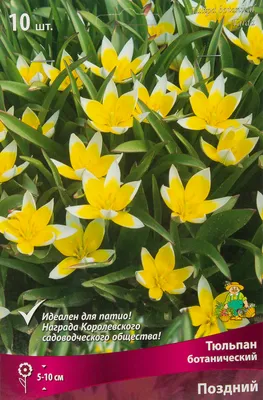 10 самых модных белых сортов тюльпанов. Описание, фото — Страница 2 из 6 —  Ботаничка