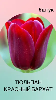 15 Королевский Тюльпан | Доставка Цветов - Ангажемент