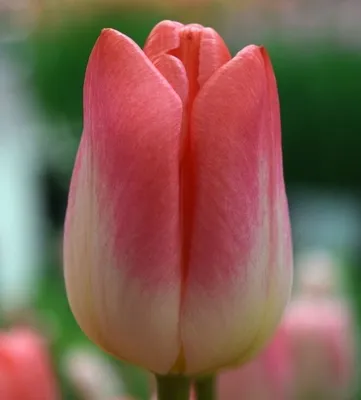 ТЮЛЬПАНЫ - Королевские тюльпаны