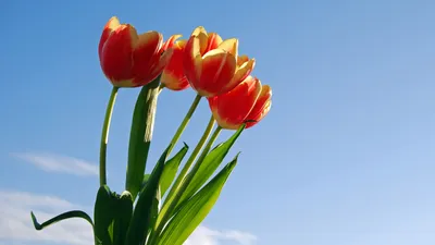 [40+] Королевские тюльпаны фото