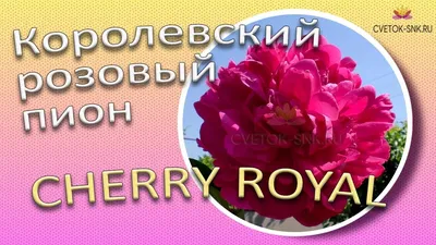 Фотозарисовка «Пион — королевский цветок» (14 фото). Воспитателям детских  садов, школьным учителям и педагогам - Маам.ру