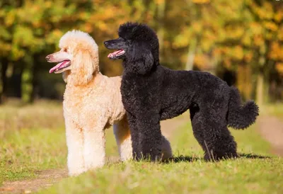 Terrabacterin - Белый королевский пудель 🐩 Пудель (нем. Pudel, от puddeln  — «плескаться в воде») — порода, которая на данный момент относится  преимущественно к группе декоративных собак. Изначально пудель являлся  рабочей собакой,