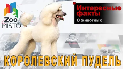 Королевский пудель Рагдай Удалой | Стрижка собак FunnyDog.ru