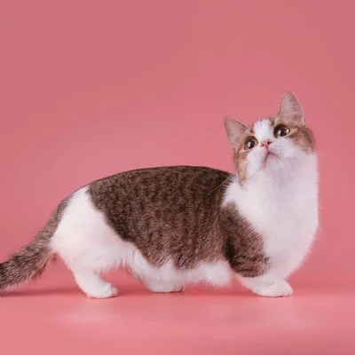 Коротколапые кошки - очарование и милота: png изображения