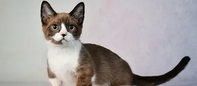 Коротколапые кошки - сердцеедки мира котов: фон для экрана
