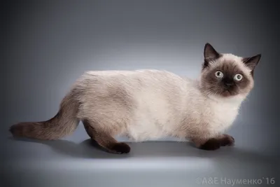 Коротколапые кошки - гармония и грация: фото скачать бесплатно jpg