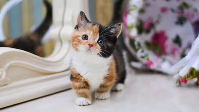 Пленительные коротколапые кошки на фотографиях: картинки и фото