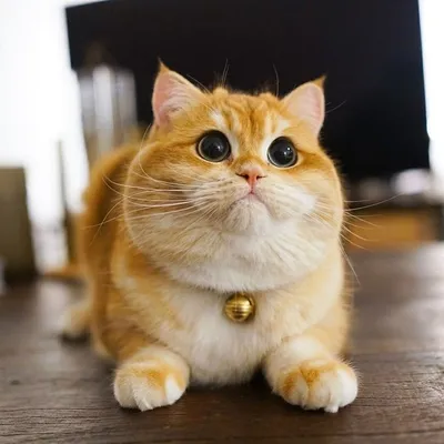 Удивительные портреты коротколапых кошек: png изображение