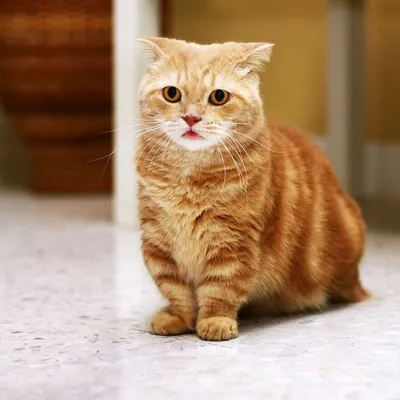 Отличные фотографии коротколапых кошек: скачать webp в хорошем качестве