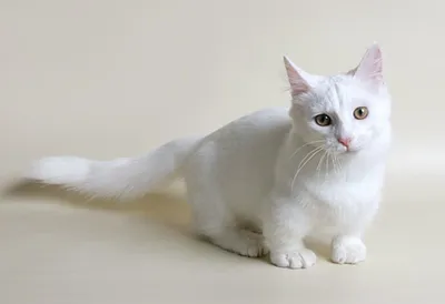 Улыбнитесь настоящим забавам с коротколапыми кошками: фото скачать бесплатно jpg