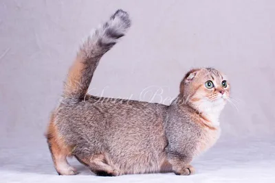 Все, что вы хотели знать о коротколапых кошках: картинки и фото
