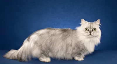 Лучшие фотографии коротколапых кошек: скачать webp в хорошем качестве