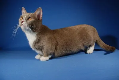 Коротколапые кошки - идеальные модели для фотосессий: фото скачать бесплатно jpg