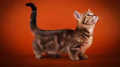 История коротколапых кошек в фотографиях: фон для экрана