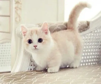 Милые и игривые коротколапые кошки: фотоотчет в jpg