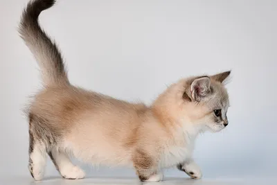Фото коротконогих кошек в разных размерах и форматах