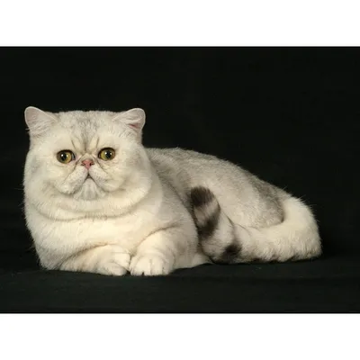 Кошки » Породы » Экзотическая короткошерстная (экзот)