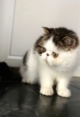 😻Кот Экзот: плюшевая милота, красота, доброта | Нос, хвост, лапы | Дзен