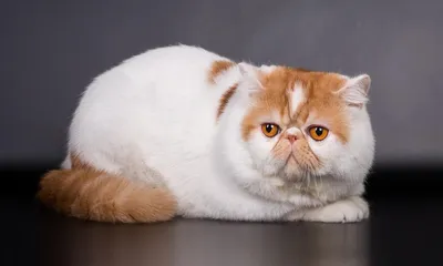 Экзотический короткошерстный экзот кот: 1 200 € - Кошки Хмельницкий на Olx