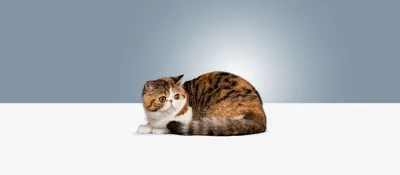 Экзотическая Короткошерстная