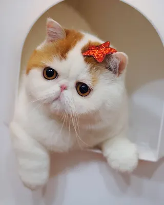 Cat Creature экзотический короткошерстный кот Фон И картинка для бесплатной  загрузки - Pngtree