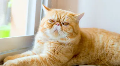 Ветеринарная клиника РУДН - Кто самый сладкий котик? 🐾 Короткошерстный  экзот Снупи из Китая точно знает ответ. Ведь он носит гордое звание самого  милого котика в интернете! Снупи стал знаменит сразу же,