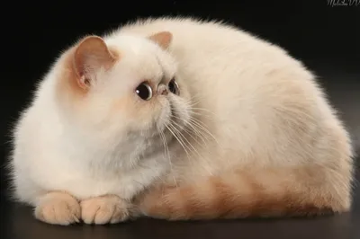 https://pixel-shot.com/ru/showcase/i-7813476-0/cute-exotic-shorthair-cat-at-home