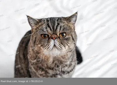 Экзотическая кошка (экзот): описание породы, фото, характеристики, правила  ухода и содержания - Petstory