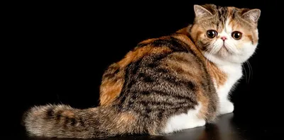 Экзотическая короткошёрстная кошка - фото и описание (характер, уход и  кормление)