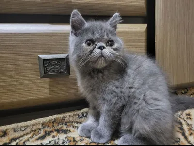 Молочно милый экзотический короткошерстный кот Фон И картинка для  бесплатной загрузки - Pngtree