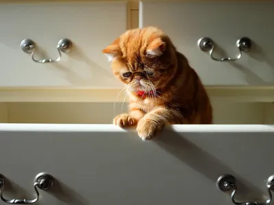 плоский кот породы детская экзотическая короткошерстная кошка британский  котенок котенок нос разбить лицо котенок мяу питомца тигр Стоковое  Изображение - изображение насчитывающей независимо, разведенными: 228686351