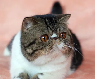 Котёнок экзот короткошерстный