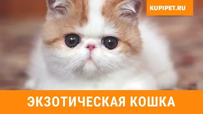 Скачать обои кот, усы, лапы, кошка, рыжий разрешение 1400x1050 #50339