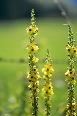 Фото Коровяк: прикосновение к непостижимому