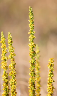 Очарование Коровяк на картинках