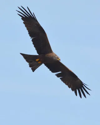 Черный коршун над волгоградскими степями: фотограф «поймал» хищную птицу