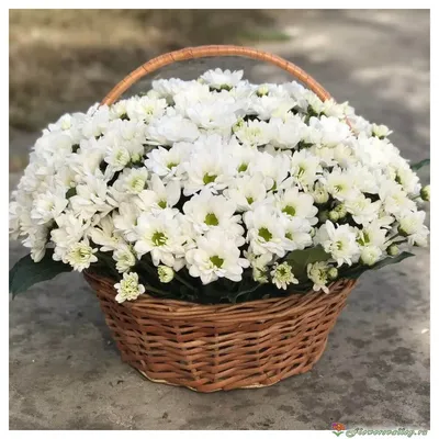 Корзина с белой хризантемой, 35 шт | Flowers Valley