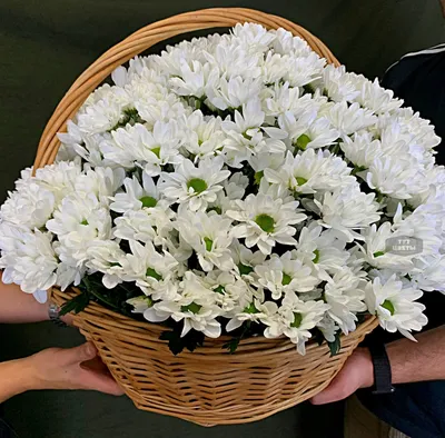 Купить букет из 29 белых хризантем в корзине по доступной цене с доставкой  в Москве и области в интернет-магазине Город Букетов