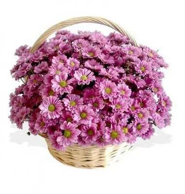 25 белых хризантем в корзине (Z4011) | Give Flowers
