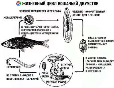 Жизненные циклы паразитов. Часть 2. Многоклеточные. | ВКонтакте