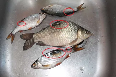 Россельхознадзор обнаружил опасных паразитов в рыбе из водоемов ХМАО -  Рамблер/финансы