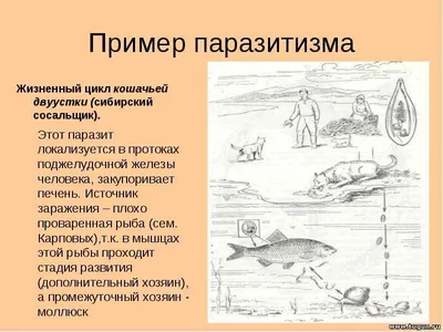 Чем опасна кошачья двуустка и что такое описторхоз? | Летопись живой  природы | Дзен