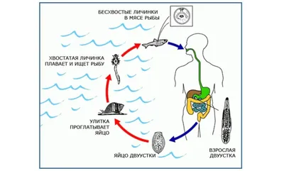 В рыбах из югорских рек найден описторхоз | 24.08.2023 | Ханты-Мансийск -  БезФормата