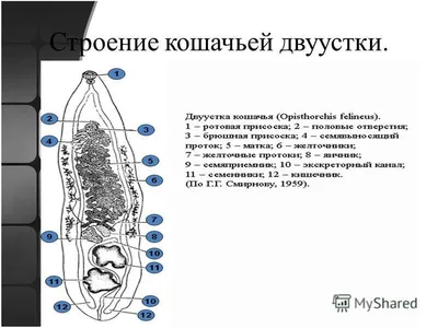 Ученые СО РАН выявили целительные свойства возбудителя описторхоза, опасный  червь заживляет язвы