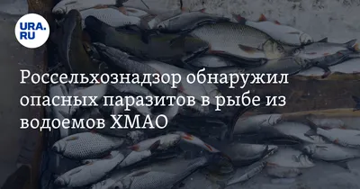 Число случаев заболевания описторхозом растет в Костанайской области |  Газета Наш Костанай