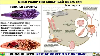 Описторхоз - Нижнесортымская участковая больница