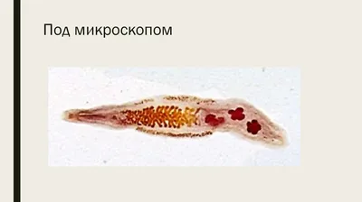 Гомеопатия 'Macro Parasites' — 'Против гельминтов