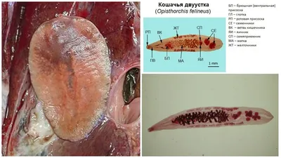 Жизненные циклы паразитов. Часть 2. Многоклеточные. | ВКонтакте